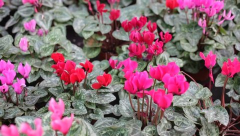 Colorful Cyclamen flowers with green leaves, houseplant of cyclamen growing in pots for sale