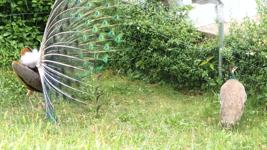 Close up of Peacocks Tail Stock Footage Video (100% Royalty-free ...