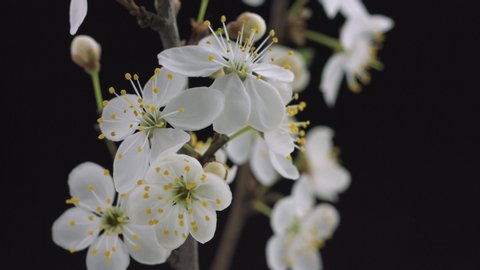 Beautiful Spring  Plum or Apricot tree flowers blossom timelapse, extreme close up. isolated on black background. Time lapse of Easter fresh white blossoming orchard tree closeup. 4K UHD video
