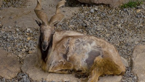 Markhor male goat, laying down and scratching his self with the horn.
