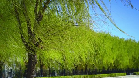 Branches of willow swinging in the wind by the lake in spring park, slow motion