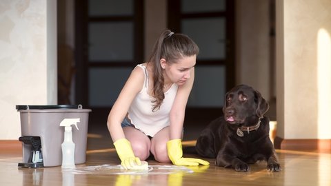 The dog looks guilty at the mistress who washes the floor after the dog stained the floor. View of the woman who washes the floor, the culprit lies nearby - the dog