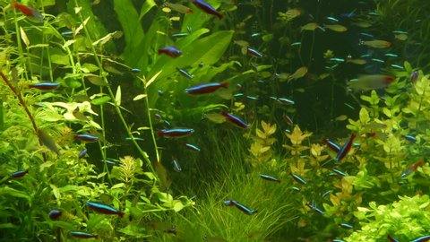 Colorful vivid fluorescent small fishes glow in river fresh water aquarium between green algae and aquatic plants. Luminous shiny ecosystem, vibrant decorative tank with bioluminescent tiny fish