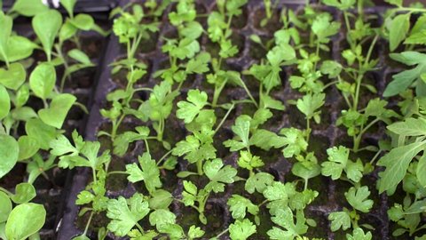 Young celery sprouts in pots. Planting in the spring.