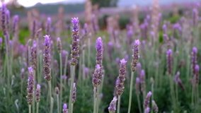 Beautiful Blooming Lavender sway in the wind with blur green nature background. The landscape of flowers background. Royalty high-quality free footage of a landscape of grass. Lavender Season in Dalat