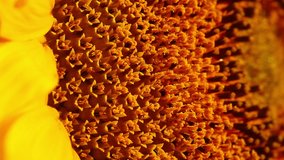 Video of Sunflower - Macro Landscape