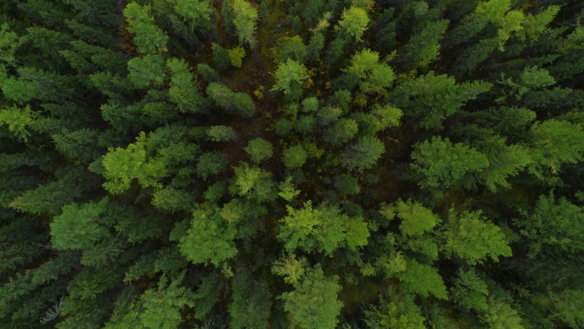 Amazing and Grand Green Forest Scenery of Motion Journey Copter. Big Wood Pines and Firs in Great Wild Nature. Aerial View Forest Landscape in Summertime Day. Concept Wildlife and Nature Wide Shot 4k | Shutterstock HD Video #1053921737