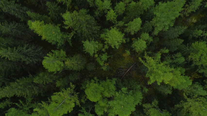 Amazing and Grand Green Forest Scenery of Motion Journey Copter. Big Wood Pines and Firs in Great Wild Nature. Aerial View Forest Landscape in Summertime Day. Concept Wildlife and Nature Wide Shot 4k Royalty-Free Stock Footage #1053921740