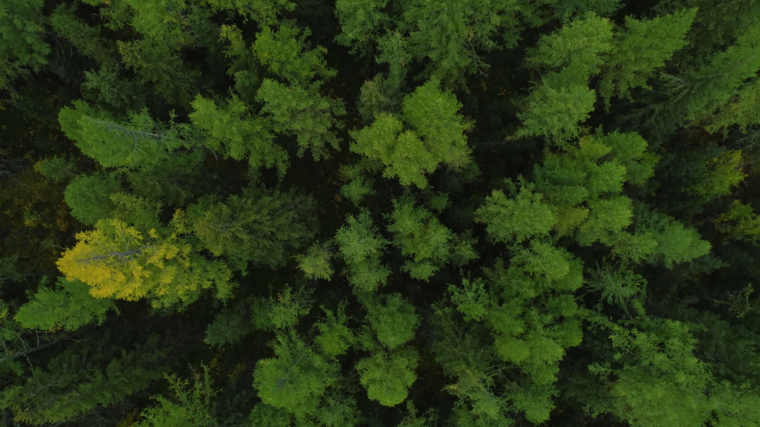 Amazing and Grand Green Forest Scenery of Motion Journey Copter. Big Wood Pines and Firs in Great Wild Nature. Aerial View Forest Landscape in Summertime Day. Concept Wildlife and Nature Wide Shot 4k | Shutterstock HD Video #1053921740