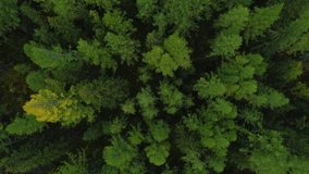 Amazing and Grand Green Forest Scenery of Motion Journey Copter. Big Wood Pines and Firs in Great Wild Nature. Aerial View Forest Landscape in Summertime Day. Concept Wildlife and Nature Wide Shot 4k - Powered by Shutterstock - Get 15% off with code: PIKWIZARD15