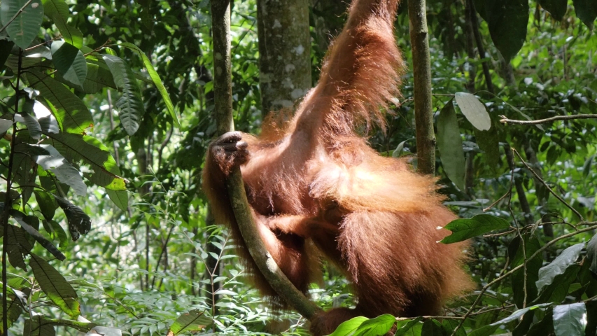 Slow motion shot of wild orangutan with young baby swinging from tree to tree in Bukit Lawang, Sumatra, Indonesia Royalty-Free Stock Footage #1053929933