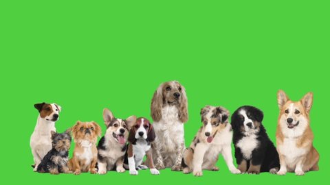 group of dogs on a green screen
