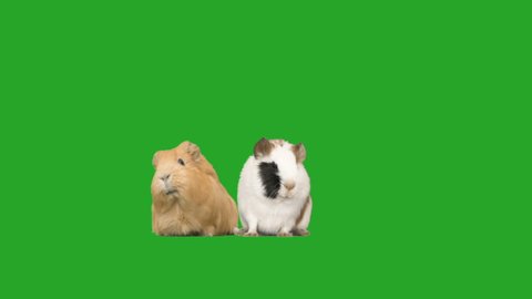two guinea pigs on a green screen