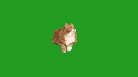 red cat licks on a green screen