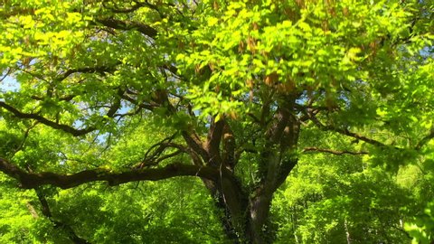 Footage of a majestic oak tree in a forest in spring, with the camera ascending through the branches and creating depth