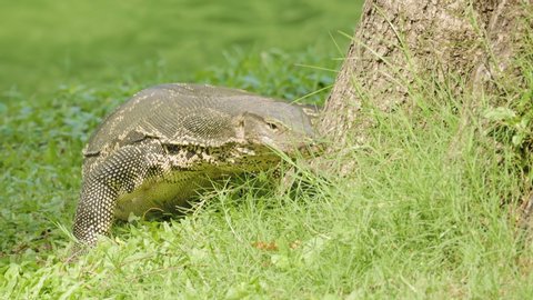 Monitor Lizard looks for food. Uses its tongue to smell and taste food. Walks towards camera then towards the lake. Tracking shot.
