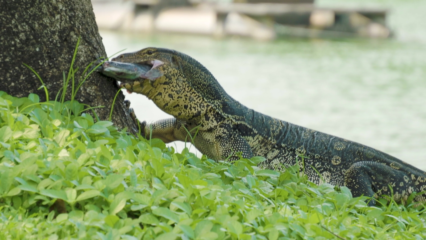 dragon lizard fish