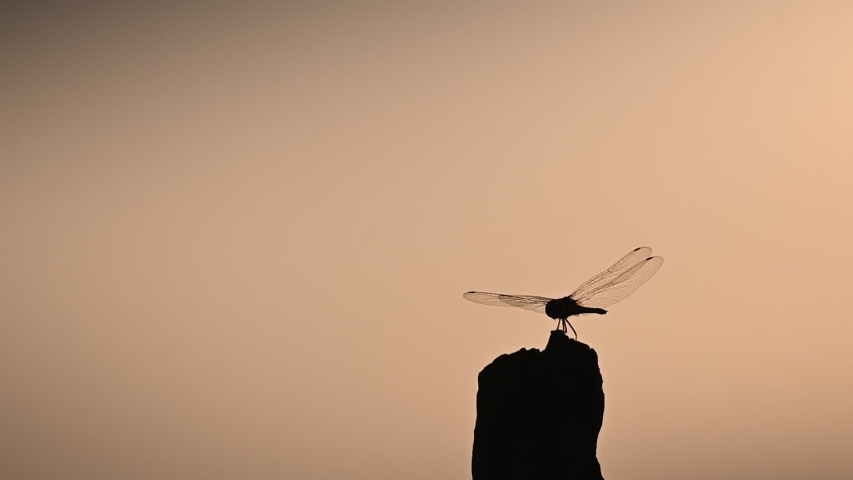 Dragonflies perched on stumps Represents peace, simplicity, consciousness, and abundance | Shutterstock HD Video #1053938663