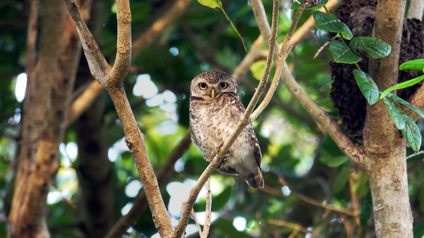 Cute Owl with Big Eyes Stock Footage Video (100% Royalty-free ...