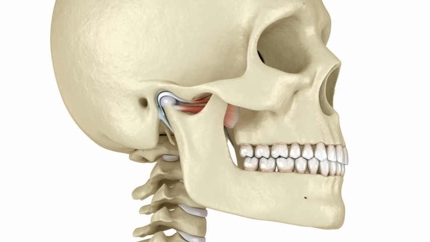 TMJ: The temporomandibular joints. Healthy occlusion anatomy. Medically accurate 3D animation of human teeth and dentures concept Royalty-Free Stock Footage #1053945776