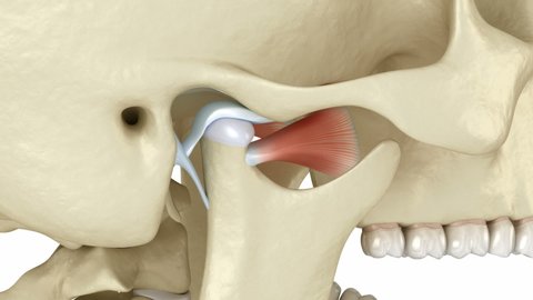 TMJ: The temporomandibular joints. Healthy occlusion anatomy. Medically accurate 3D animation of human teeth and dentures concept