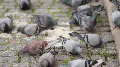 Flock of pigeons bobbing their head while picking birdseeds off the street