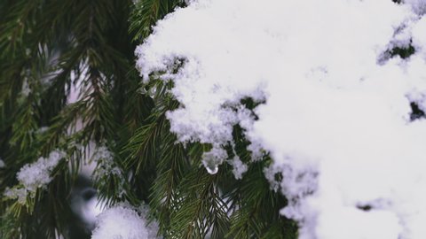 CU, slow motion: bright coniferous tree branches with needles covered with white fluffy snow waved by wind in winter forest extreme close view