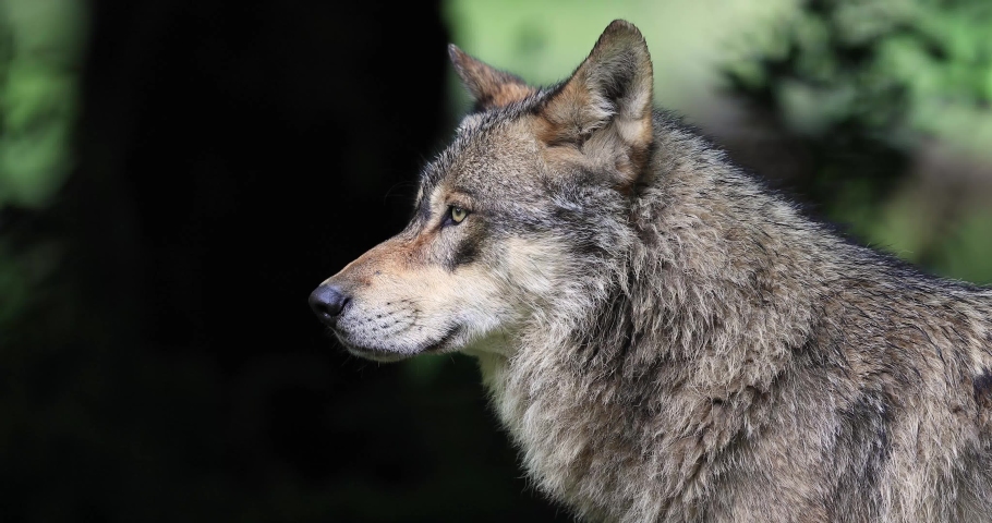 Grey wolf in the forest Royalty-Free Stock Footage #1053952535