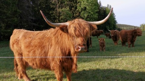 highland cattle on a pasture in spring with cute calves