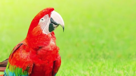 Happy macaw dancing and shaking his head. Red bird on a nature background, with space for text. Looping animation.
