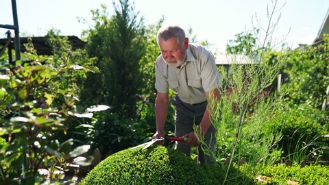 an elderly man gardener with a beard with scissors for cutting bushes and grass shear boxwood in the shape of a ball. garden works. employment in retirement.