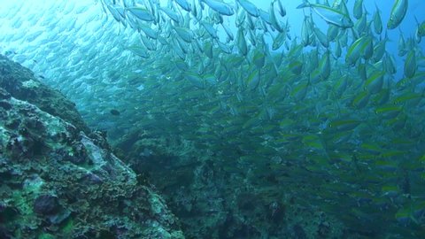 Large school of fusilier fish splitting and darting around a rock to avoid a predator; Gulf of Thailand.