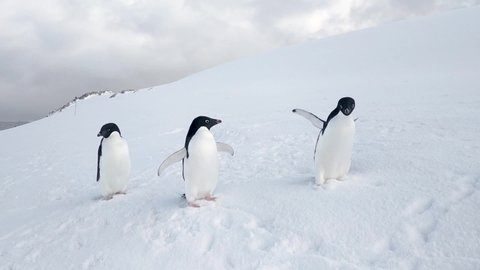 Three Adelie Penguins waving wings on the snow in Antarctica. Wild birds in Antarctica. White background
