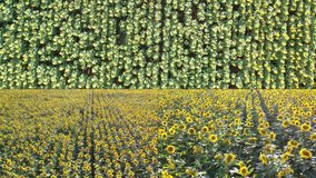 outdoor landscape yellow colorful bright nature plant above new video new split screen organic vegetables. cultivated field raw material bright light. agriculture industry nature scene industry food