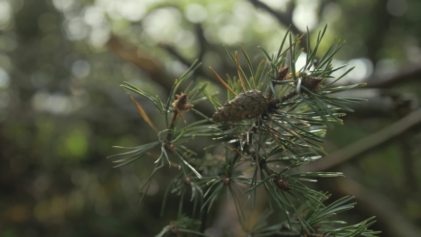 Pine cone on branch of fir tree by lake shore
