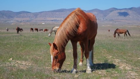 A brown horse eats grass in a field. Animal. Nature. Livestock. A herd of horses. Agriculture. Slow-motion. 