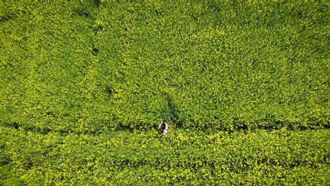 Happy woman spinning in a blooming yellow and green field. Spring rape. Drone flight over beautiful nature. Landscapes of Europe