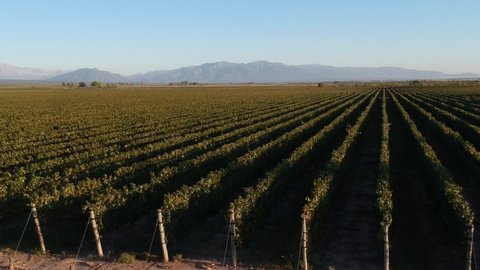 
Beautiful sunrise in the vineyards of Mendoza