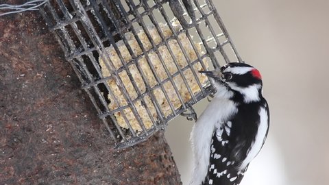 A Hairy Woodpecker pecks a lard block in winter