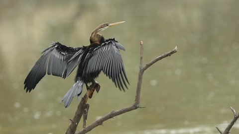 Oriental darter or Indian darter closeup perched on branch flap wings in green background at keoladeo national park or bharatpur bird sanctuary rajasthan india - anhinga melanogaster