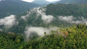 Aerial drone hyperlapse video of mist rising from rainforest 	
