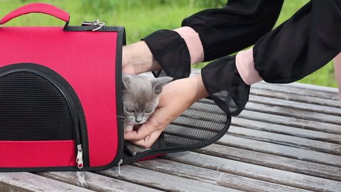 Woman's hands open carrying bag with cute kitten. Woman takes her cat in park to enjoying weather. The cat does not want to go out
