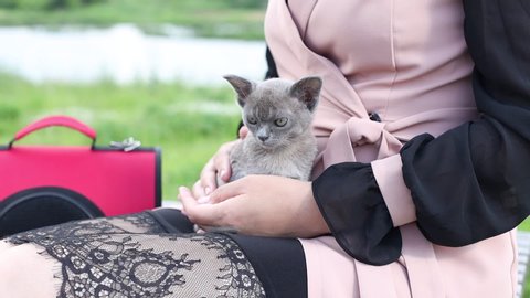 Woman's hands with hugs and strokes a gray cute kitten. Female person with carrying bag for a cat sitting on bench in park. 