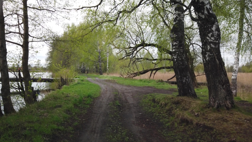 Walk along a dirt country road along the edge of the forest