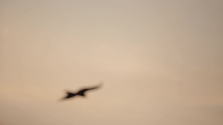 A large bird flies in the gray sky in the approaching twilight against the silhouettes of mountains covered with trees. Close-up