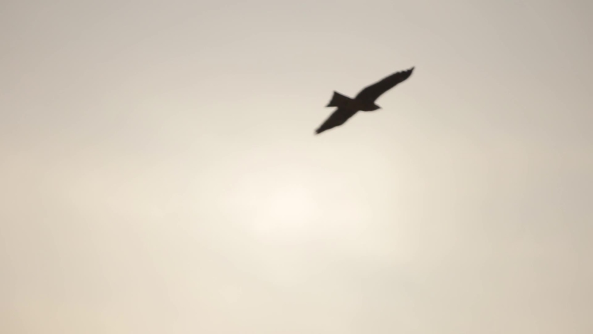 Flight of a large bird against the background of gray clouded sky. A bird hovers in the sky. The camera changes focus. Close-up
