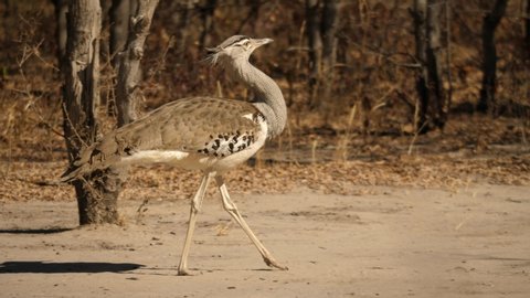 Kori Bustard walks slowly across open sand and between trees and bushes in Botswana