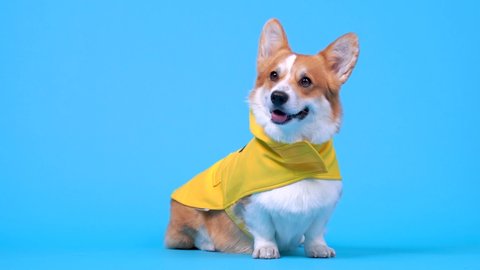 Adorable ginger and white dog of white welsh corgi Pembroke breed, wearing yellow coat, sits on blue background in studio, looks over there and runs out. Indoors, copy space.