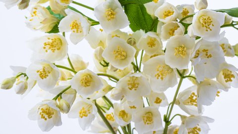 Timelapse of White Jasmine flower blooming on light background. Beautiful bouquet of white Jasmine flowers. Close up. 4K