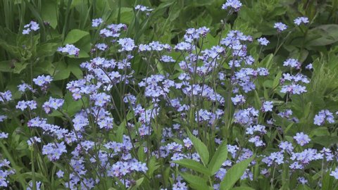 Forget-me-nots Myosotis flowers on a forest glade in sunny day , Dolly zoom